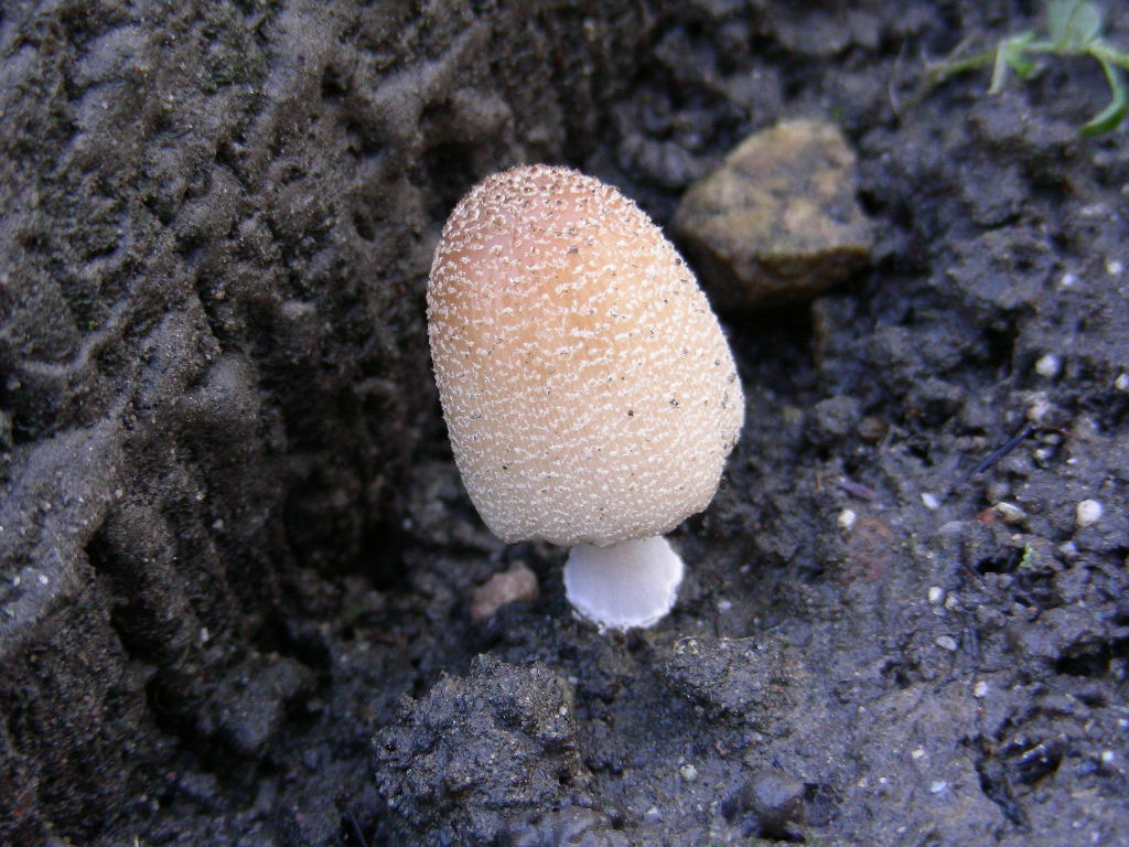 Coprinus ...